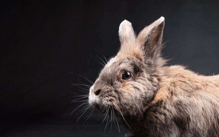 A domestic rabbit resting comfortably on a cool ceramic tile floor indoors.