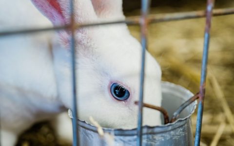 A domestic rabbit sitting comfortably eating hay next to its litter box