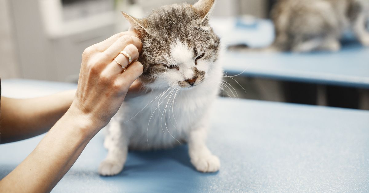 A veterinarian gently checking an indoor rabbit's abdomen during a wellness exam.
