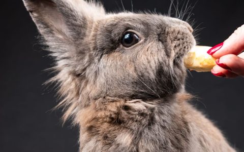 A person gently brushing a fluffy indoor rabbit with a specialized soft slicker brush.