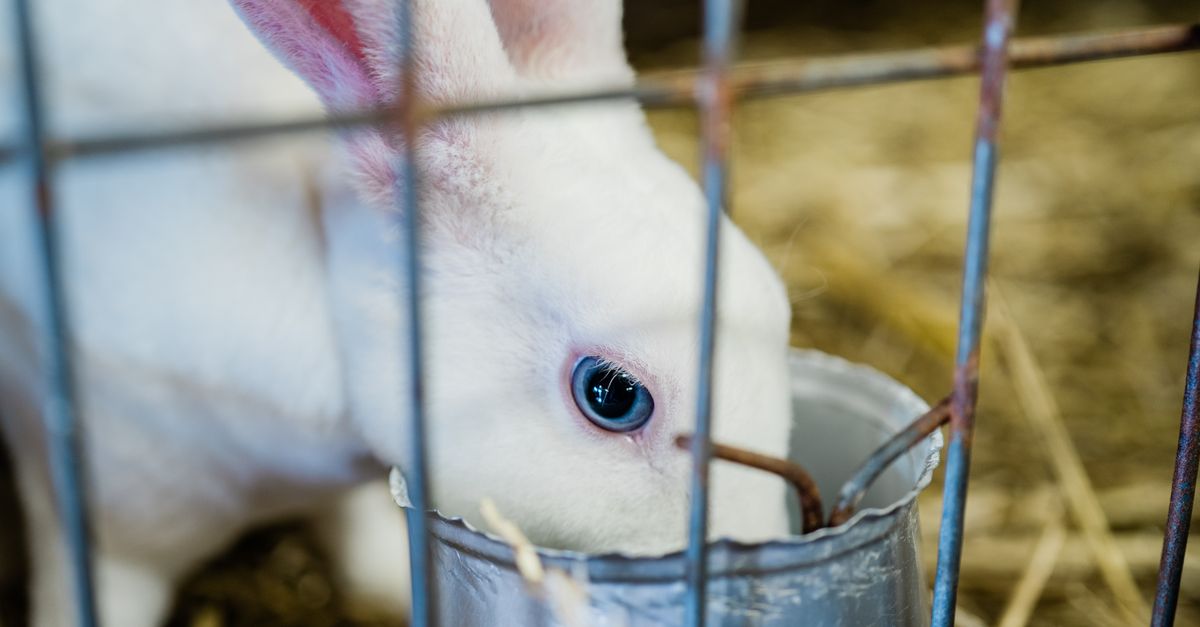 A rabbit munching on fresh timothy hay inside a room.