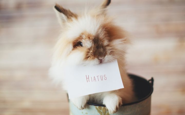 A domestic rabbit sitting comfortably inside an open hard-shell pet carrier.