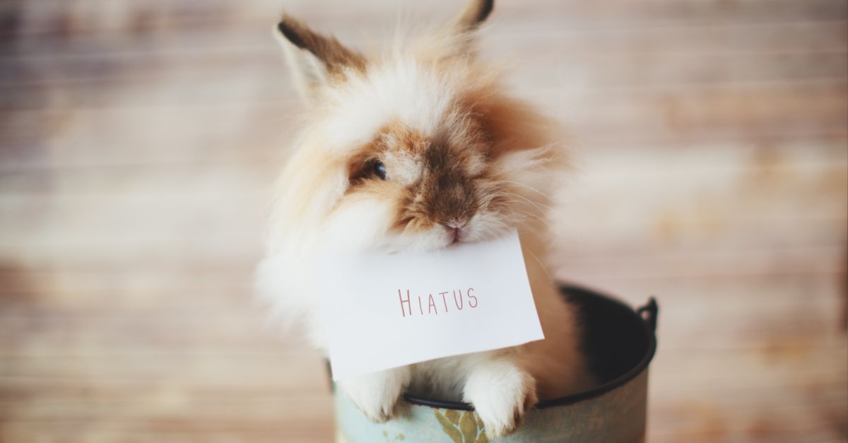A domestic rabbit sitting comfortably inside an open hard-shell pet carrier.