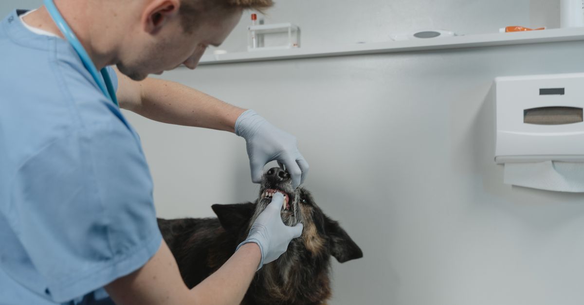 Veterinarian performing a gentle physical examination on a domestic rabbit.