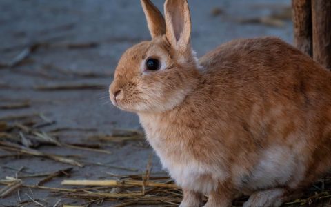 Pet rabbit sitting calmly on a digital kitchen scale during a routine checkup.