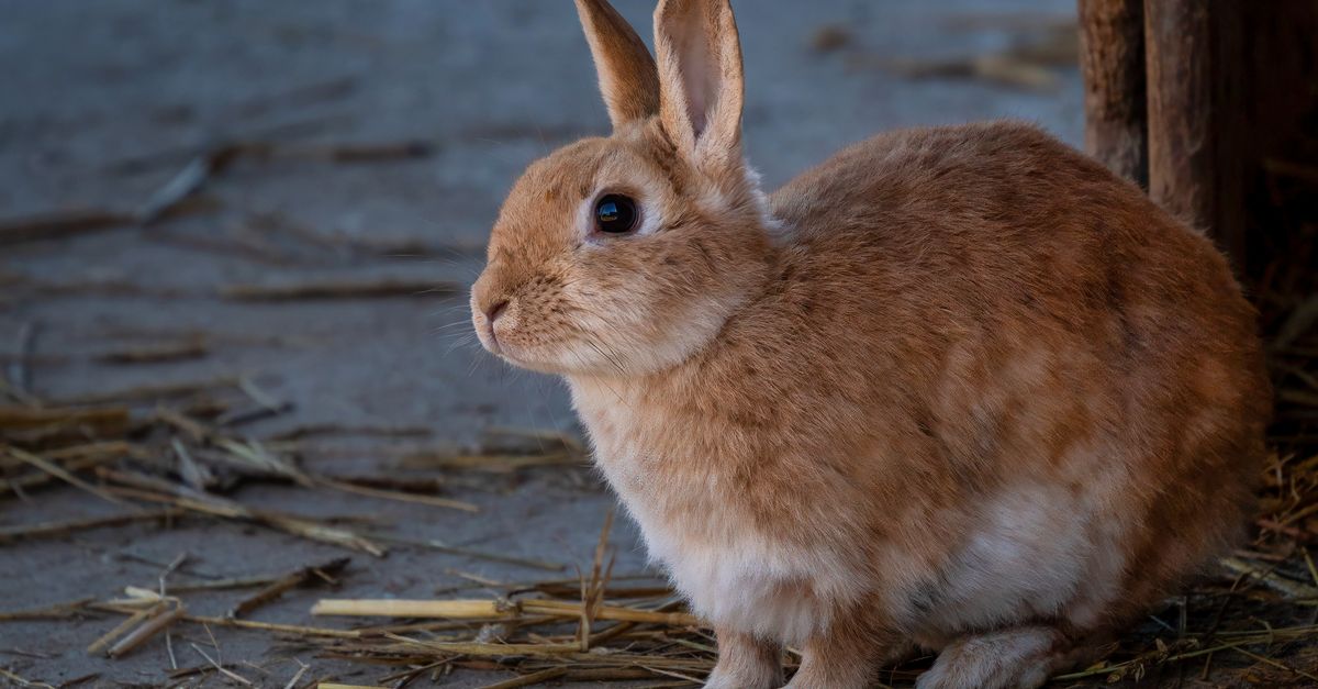 Pet rabbit sitting calmly on a digital kitchen scale during a routine checkup.
