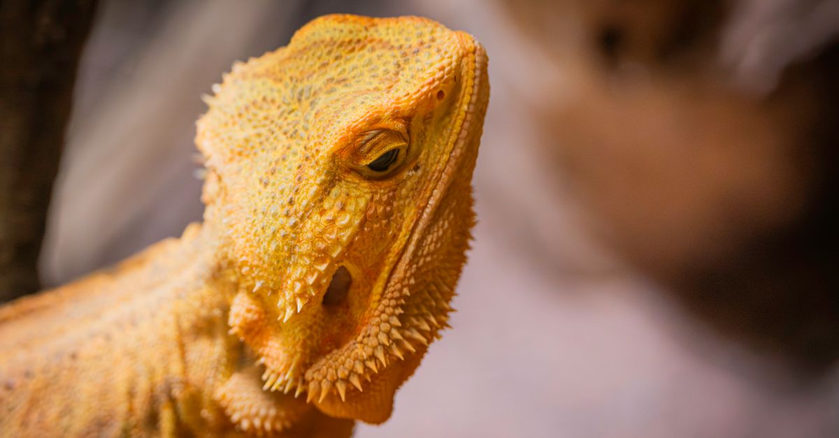 Bearded dragon resting inside a well-ventilated wooden vivarium