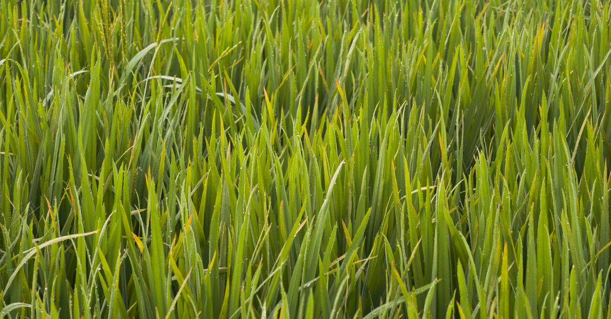 Lush green grass covering a residential septic drain field
