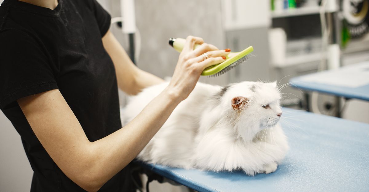 Close-up of a short-haired cat receiving a gentle health check.