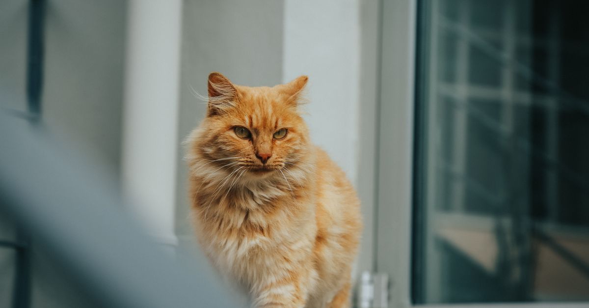 A short-haired domestic cat relaxing indoors during shedding season.
