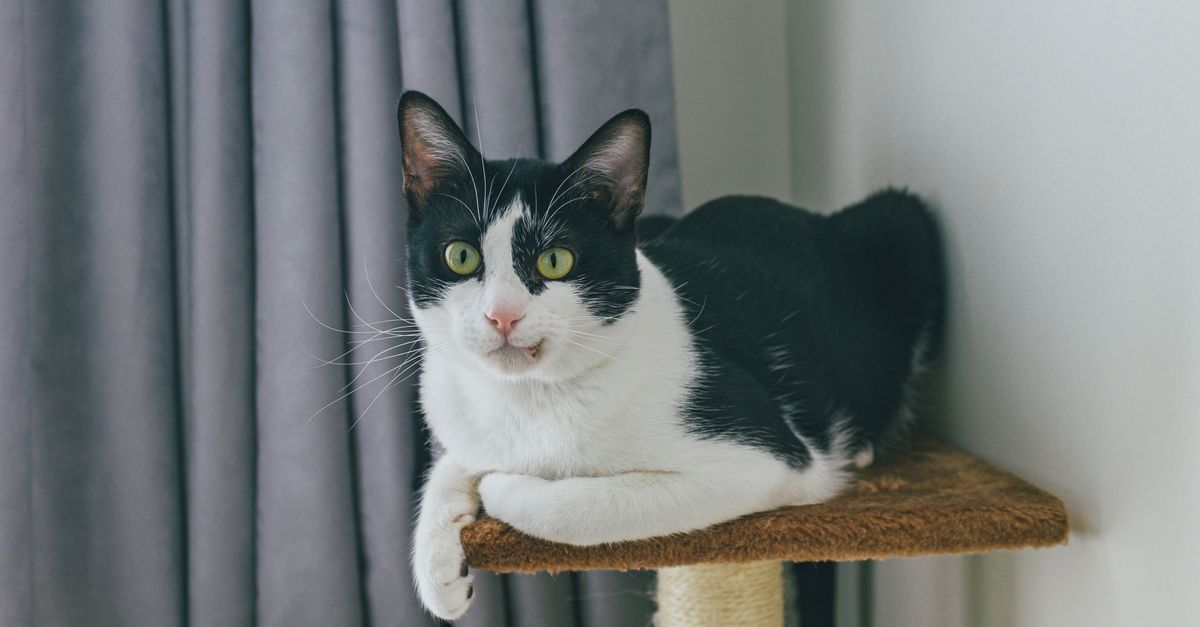 A cat resting calmly next to a tall vertical scratching post in a modern living room.