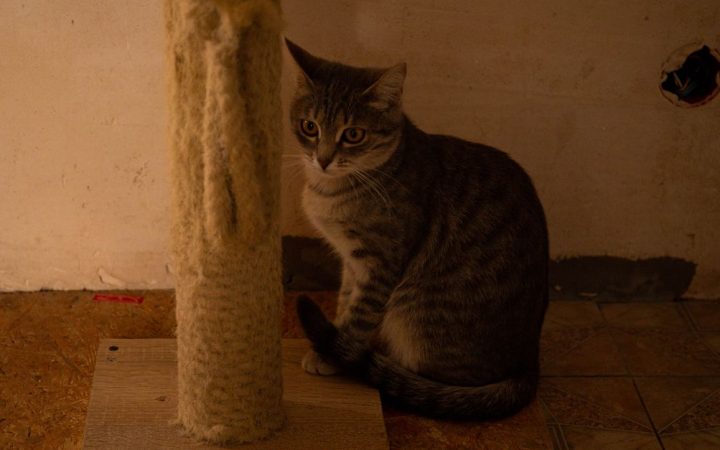An adult domestic cat stretching upward to scratch a sturdy vertical sisal rope post.