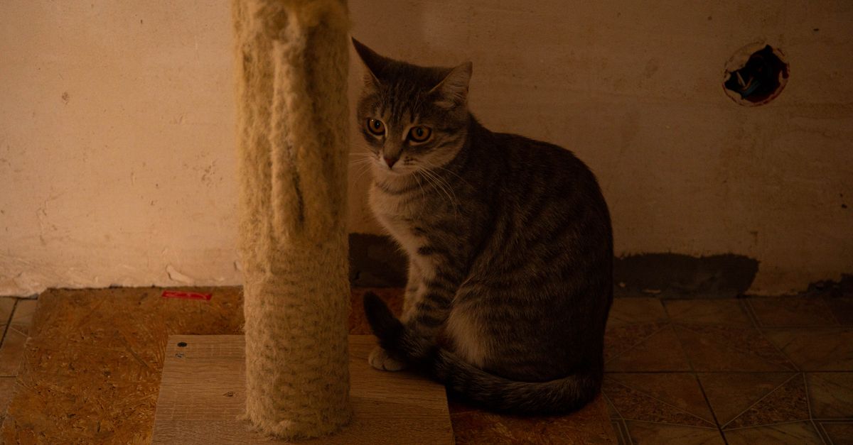 An adult domestic cat stretching upward to scratch a sturdy vertical sisal rope post.
