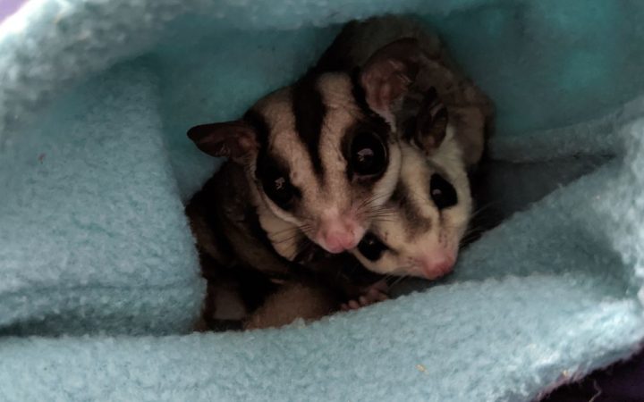 A small sugar glider peering out from a soft fleece bonding pouch held by an owner.