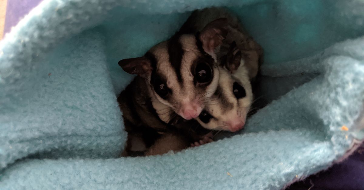 A small sugar glider peering out from a soft fleece bonding pouch held by an owner.