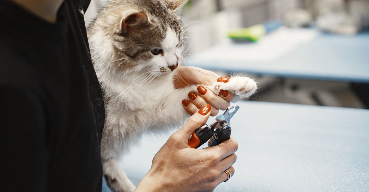 Hands using small specialized clippers for delicate pet claw maintenance